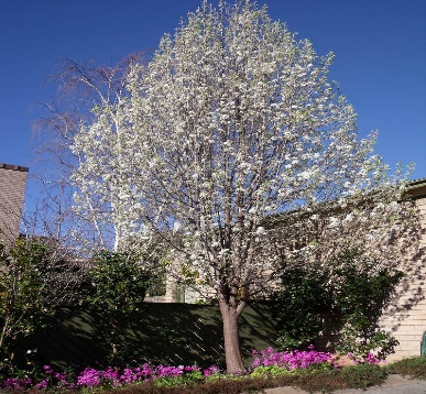 Cleveland Select Flowering Pear